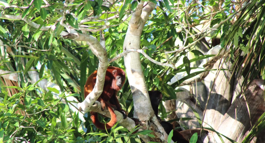 amazon rainforest - jungle tour - peruvian jungle