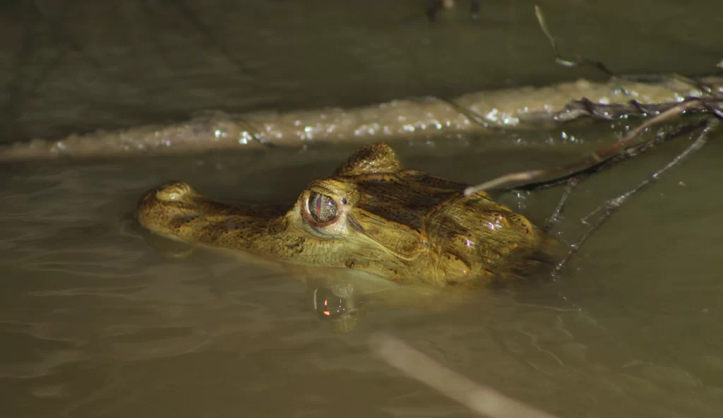 amazon rainforest - peruvian jungle