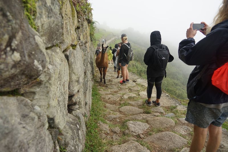 alpaca seen during Inca Trail hike