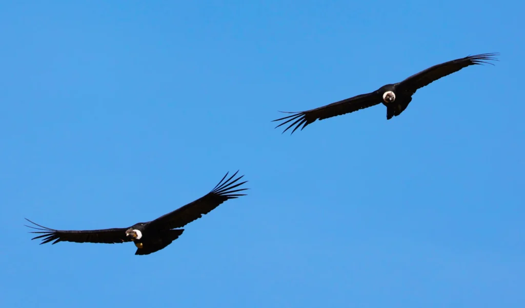 Condor Sighting Tour in Cusco — “Flight of the Andean Monarchs” (Canyon of the Condors) 1 Condor Sighting Tour in Cusco